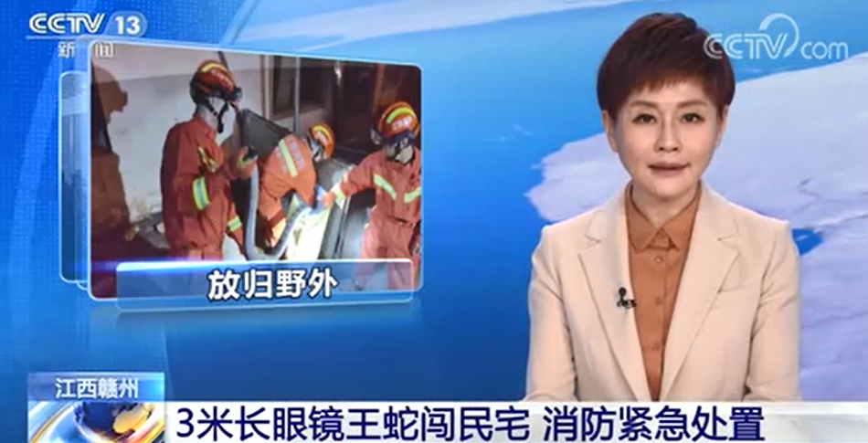 [新聞直播間]3米長眼睛王蛇闖民宅 消防緊急處置