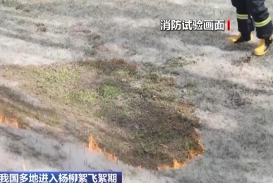 我國多地進入楊柳絮飛絮期 消防試驗：飛絮瞬間點燃 持續(xù)燃燒