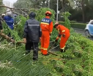 【共同關(guān)注】今年第1號(hào)臺(tái)風(fēng)“蝴蝶”來襲 海南三亞20米樹木倒塌 消防快速清障