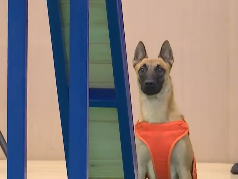 【新聞直播間】“汪汪隊(duì)”集結(jié)！328只消防搜救犬同場(chǎng)競(jìng)技