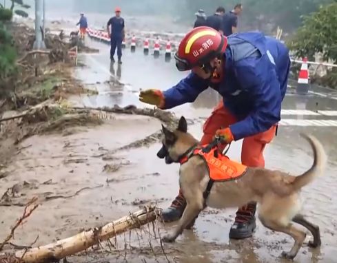 【新聞直播間】“汪汪隊(duì)”絕活是怎樣練成的？“小奶汪”如何通過(guò)層層選拔立大功？
